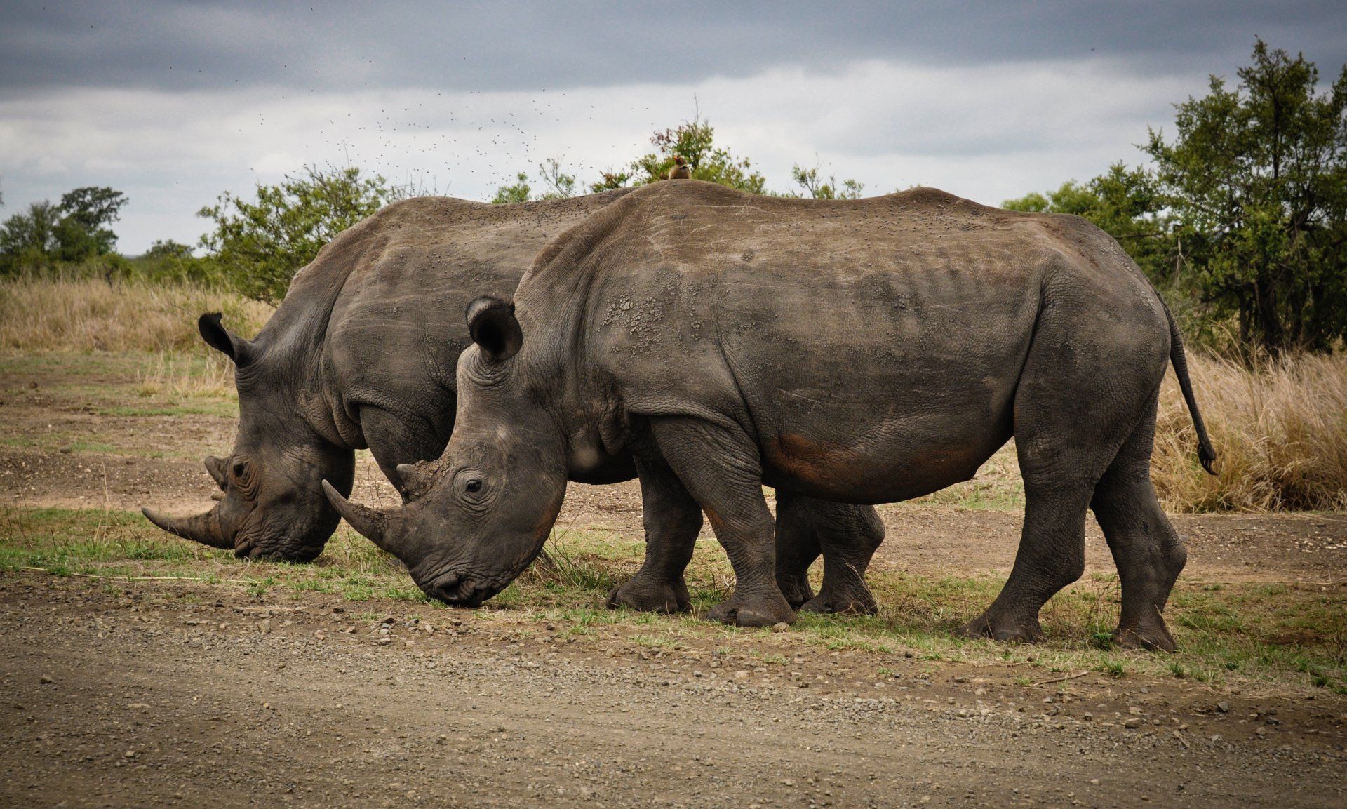 Two rhinoceroses standing together in a grassy field